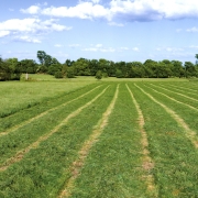 Hay-Field